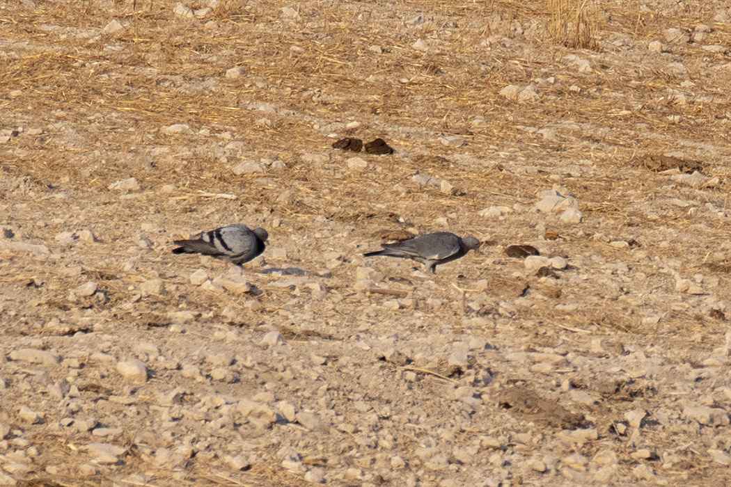 Stock Dove